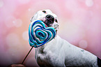 Pitbull-Mongrel with lollipop