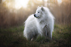 standing Eurasian-Dog-Samoyed-Mongrel