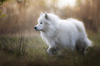 running Eurasian-Dog-Samoyed-Mongrel