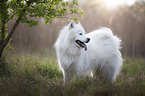 standing Eurasian-Dog-Samoyed-Mongrel