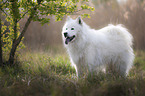standing Eurasian-Dog-Samoyed-Mongrel