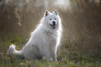 sitting Eurasian-Dog-Samoyed-Mongrel