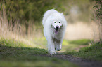 running Eurasian-Dog-Samoyed-Mongrel