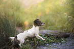 Jack-Russell-Chihuahua-Mongrel