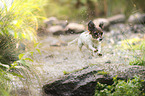 Jack-Russell-Chihuahua-Mongrel