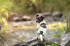 Jack-Russell-Chihuahua-Mongrel