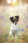 Jack-Russell-Chihuahua-Mongrel