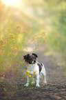 Jack-Russell-Chihuahua-Mongrel