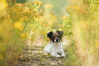 Jack-Russell-Chihuahua-Mongrel