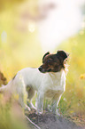 Jack-Russell-Chihuahua-Mongrel