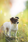 Jack-Russell-Chihuahua-Mongrel