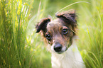 Jack-Russell-Chihuahua-Mongrel