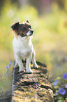 Jack-Russell-Chihuahua-Mongrel