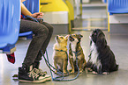 human with 3 Dogs