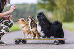 human with 3 Dogs