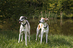standing Whippet-Silken-Windsprite-Mongrels