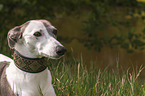 Whippet-Silken-Windsprite-Mongrel portrait