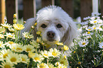 Poodle-Mongrel portrait