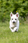 running Maltese-West-Highland-White-Terrier-Mongrel