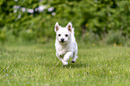 running Maltese-West-Highland-White-Terrier-Mongrel