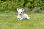 walking Maltese-West-Highland-White-Terrier-Mongrel