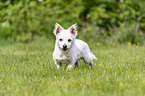 walking Maltese-West-Highland-White-Terrier-Mongrel