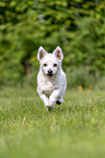 running Maltese-West-Highland-White-Terrier-Mongrel