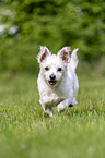 running Maltese-West-Highland-White-Terrier-Mongrel