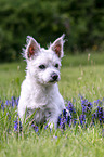 sitting Maltese-West-Highland-White-Terrier-Mongrel