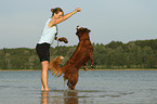 woman with Bernese-Mountain-Dog-Saint-Bernard-Mongrel