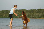 woman with Bernese-Mountain-Dog-Saint-Bernard-Mongrel