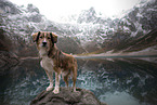 standing Australian-Shepherd-Austrian-Pinscher-Mongrel