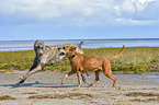 American-Pit-Bull-Terrier-Rhodesian-Ridgeback-Mongrel with Irish Wolfhound
