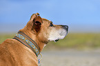 American-Pit-Bull-Terrier-Rhodesian-Ridgeback-Mongrel portrait