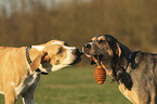 playing Doggen-Mongrels