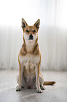 sitting Shepherd-Mongrel