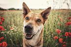 Shepherd-Mongrel portrait