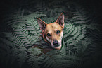 Shepherd-Mongrel portrait