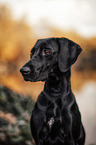 Weimaraner-Mongrel portrait