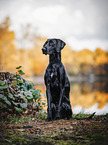 sitting Weimaraner-Mongrel