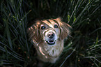 Cavalier-King-Charles-Spaniel-Dachshund-Mongrel