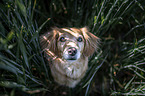 Cavalier-King-Charles-Spaniel-Dachshund-Mongrel