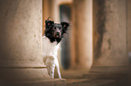 standing Border-Collie-Spitz-Mongrel