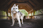 standing Husky-Mongrel
