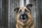 Shepherd-Mongrel portrait