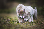 playing Wolfhound Puppies
