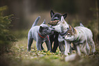 playing Wolfhound Puppies