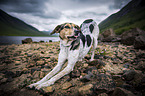 standing Bracke-Mongrel