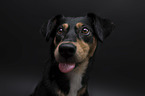 Australian-Shepherd-Shepherd-Mongrel portrait