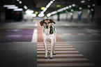 standing Bracke-Mongrel
